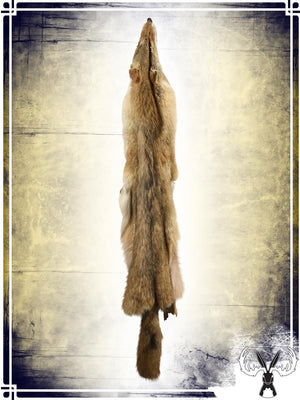 Coyote Fur Skin Furs Tannerie du Jackalope
