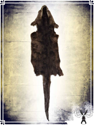 Otter Fur Skin Furs Tannerie du Jackalope