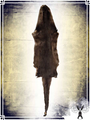 Otter Fur Skin Furs Tannerie du Jackalope