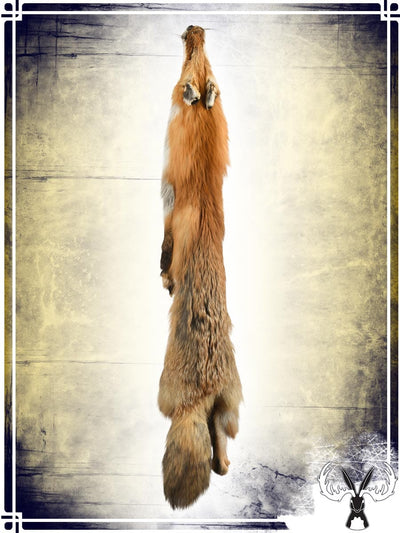 Red Fox Fur Skin Furs Tannerie du Jackalope 