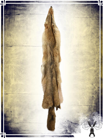 Coyote Fur Skin Furs Tannerie du Jackalope 