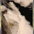 Rabbit Fur - Various Colors Furs Tandy Leather 