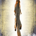 Grey Fox Fur Skin Furs Tannerie du Jackalope 