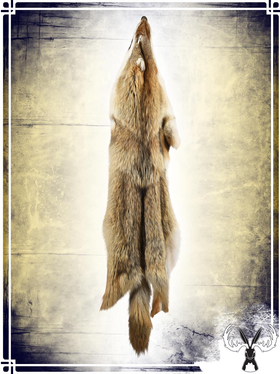 Coyote Fur Skin Furs Tannerie du Jackalope 